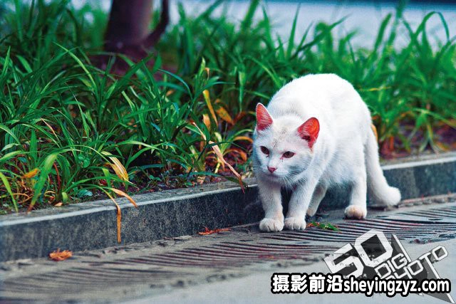 新手必学拍摄时该如何对焦技巧教程