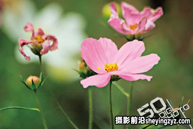 新手必学拍摄时该如何对焦技巧教程