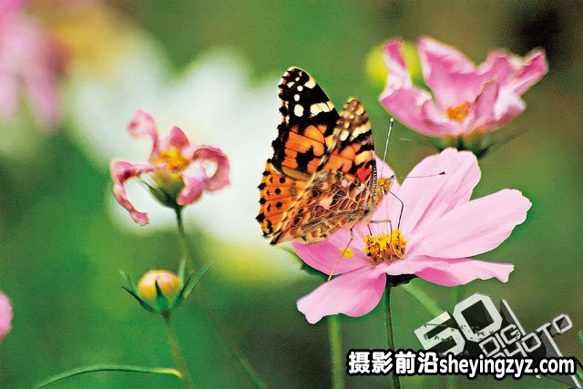 新手必学拍摄时该如何对焦技巧教程