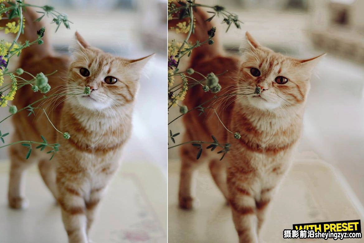 INS风格黄金时刻LR预设 ARTA-Golden Moments  Lightroom Presets