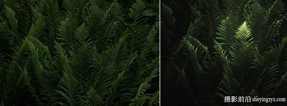 摄影师 Enrico Fossati 《世界森林之旅》完整版风光后期教程-中英字幕