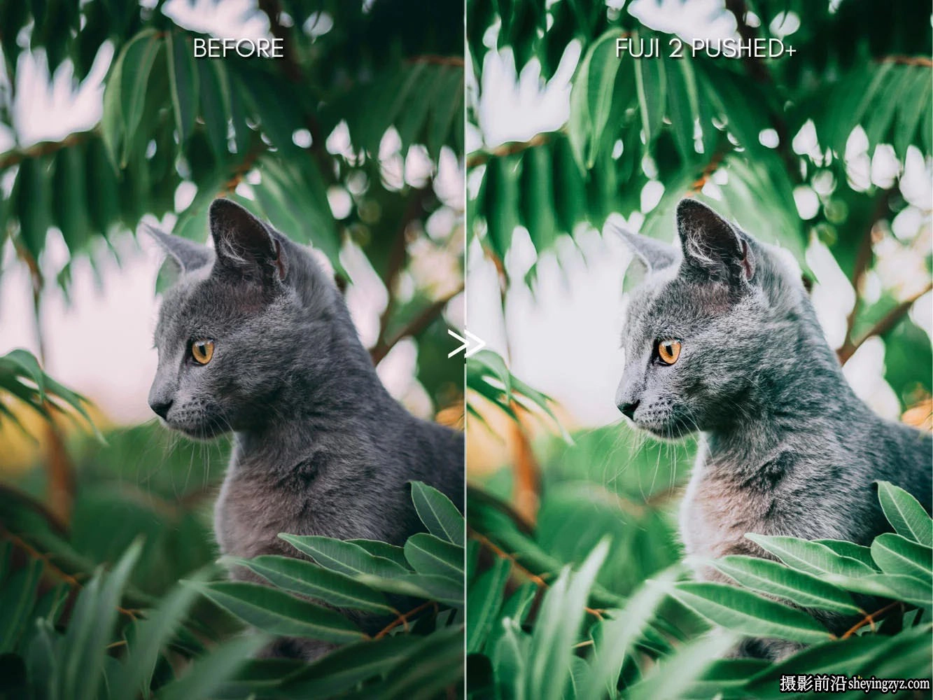 明亮色彩富士胶片色调Lightroom预设 Bright Vibrant Fujifilm Lightroom Presets