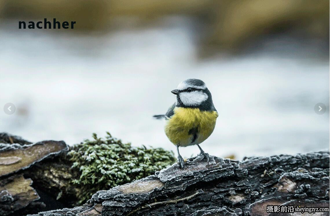 鸟类野生动物摄影后期调色Lightroom预设 Kellerfoto – Nature Presets