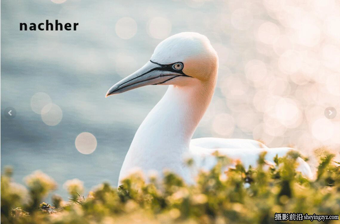 鸟类野生动物摄影后期调色Lightroom预设 Kellerfoto – Nature Presets