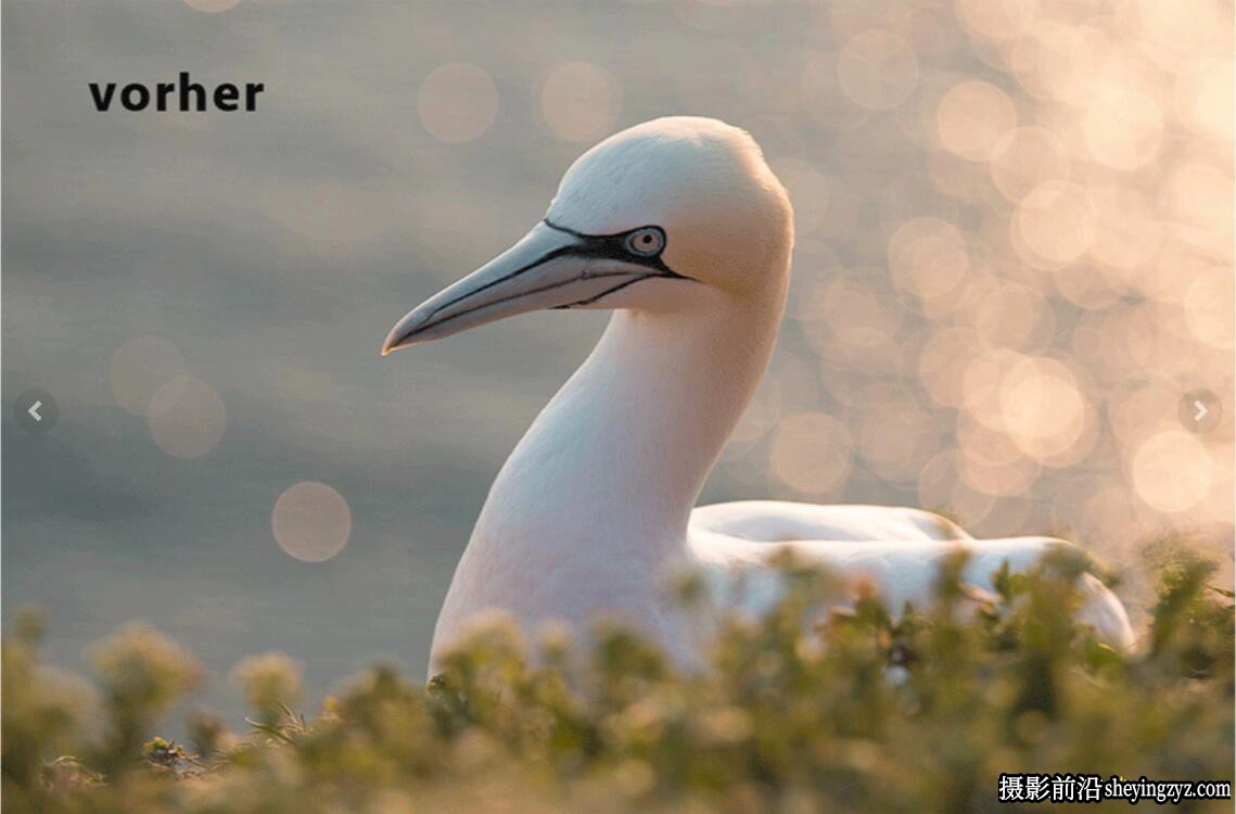 鸟类野生动物摄影后期调色Lightroom预设 Kellerfoto – Nature Presets