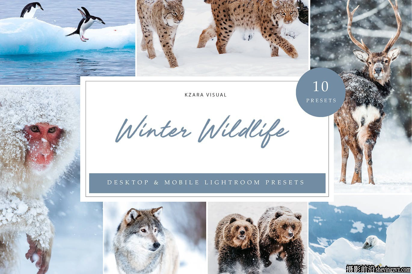 10种冬季野生动物lr预设及手机预设Winter Wildlife Lightroom Presets