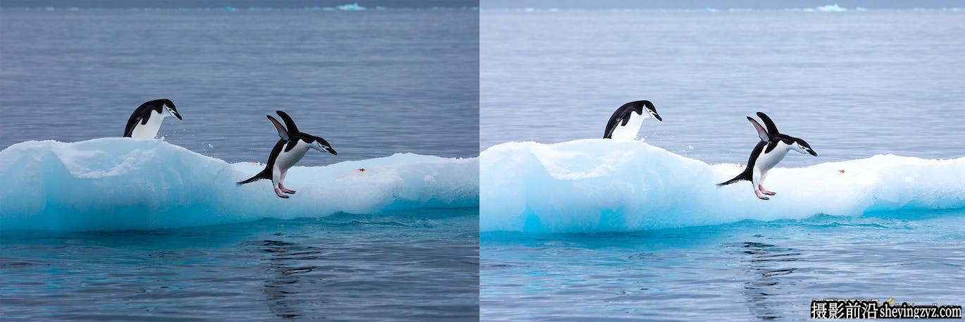 10种冬季野生动物lr预设及手机预设Winter Wildlife Lightroom Presets
