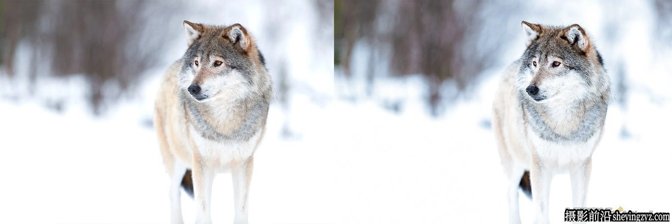 10种冬季野生动物lr预设及手机预设Winter Wildlife Lightroom Presets