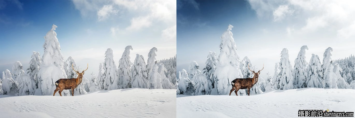 10种冬季野生动物lr预设及手机预设Winter Wildlife Lightroom Presets