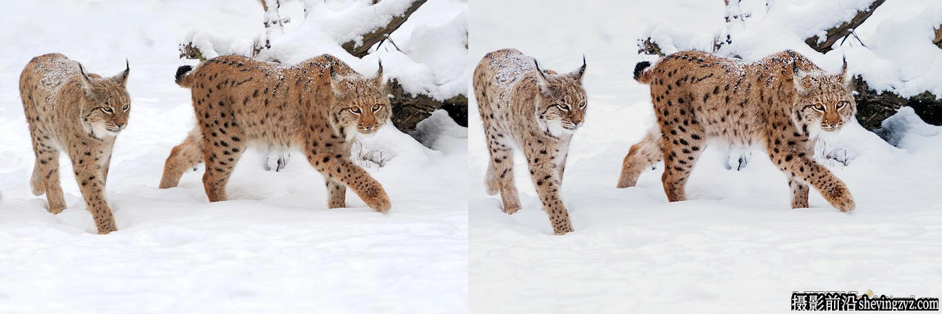 10种冬季野生动物lr预设及手机预设Winter Wildlife Lightroom Presets