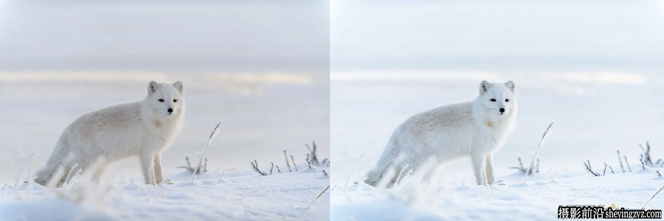 10种冬季野生动物lr预设及手机预设Winter Wildlife Lightroom Presets