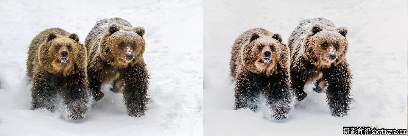10种冬季野生动物lr预设及手机预设Winter Wildlife Lightroom Presets
