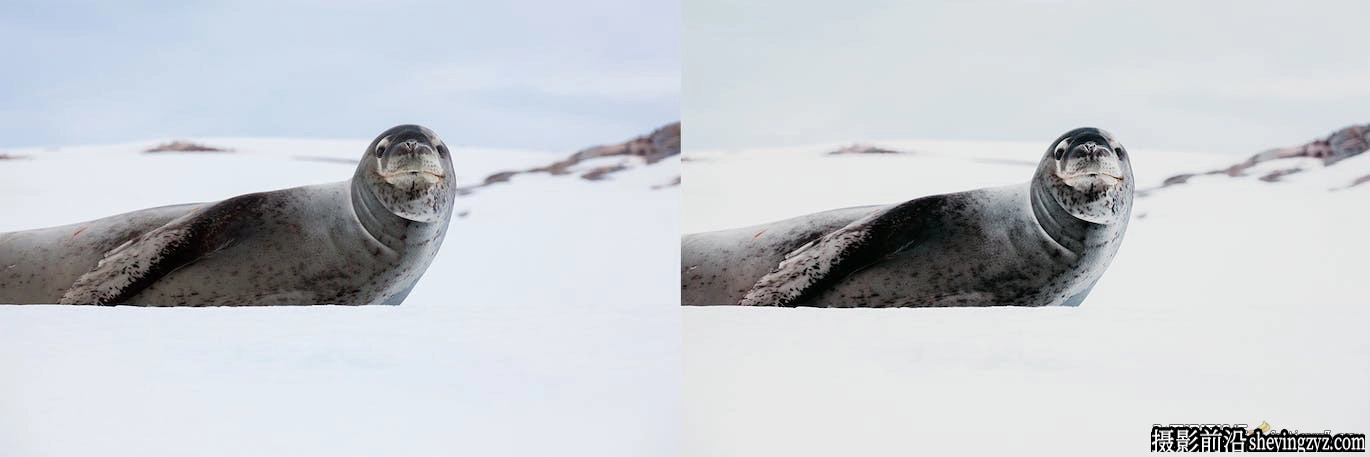 10种冬季野生动物lr预设及手机预设Winter Wildlife Lightroom Presets
