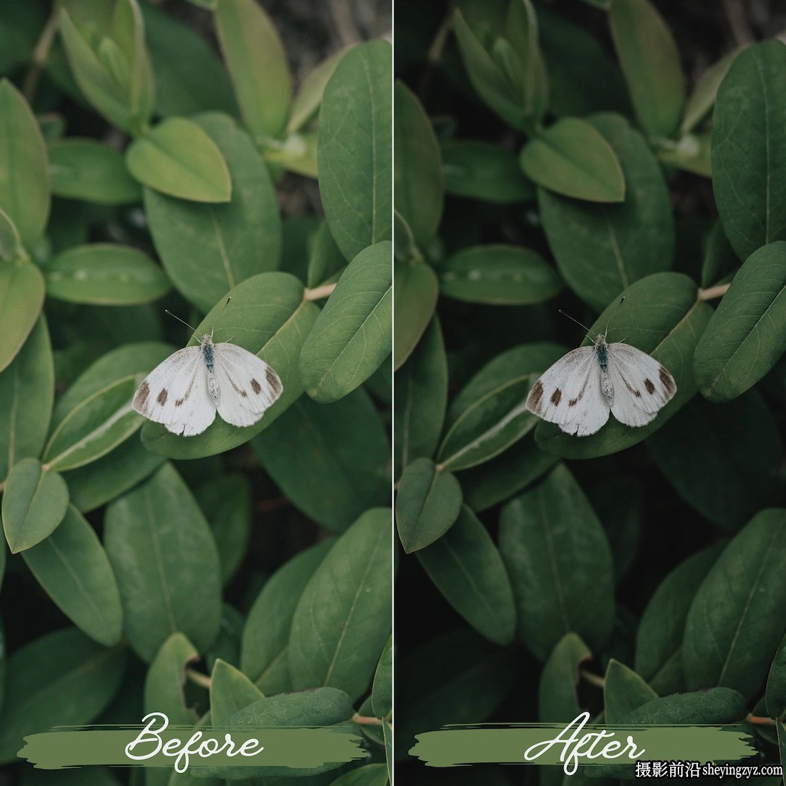 旅拍电影风光人像lr预设及手机lr预设 Soft Green Lightroom Presets