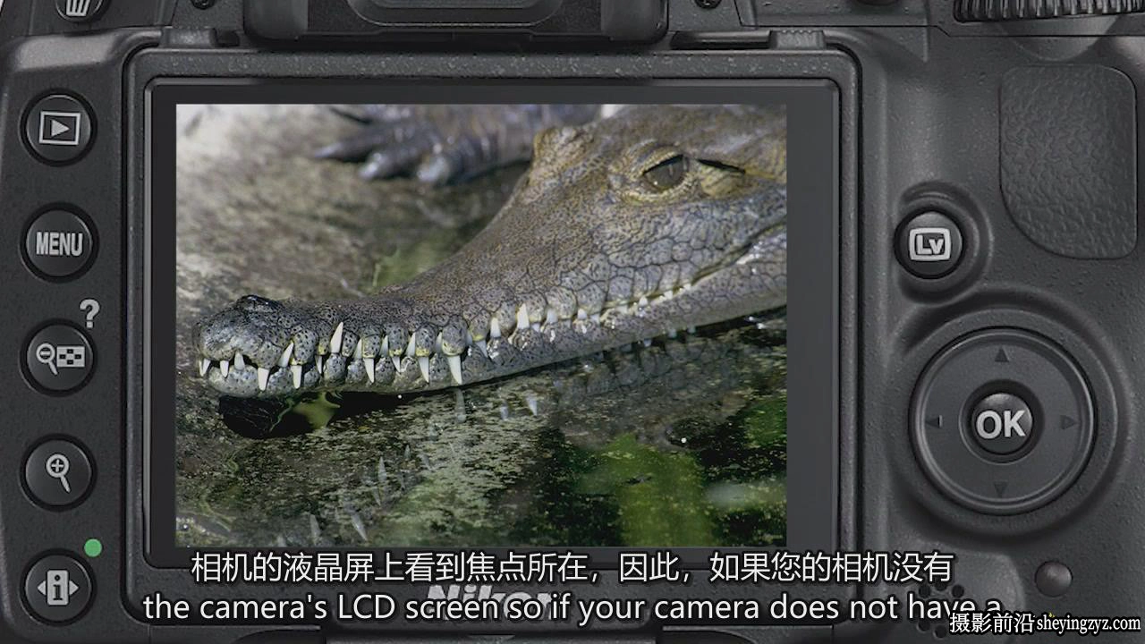 掌握特写和昆虫微距摄影以及焦点堆叠后期完整指南教程-中英字幕