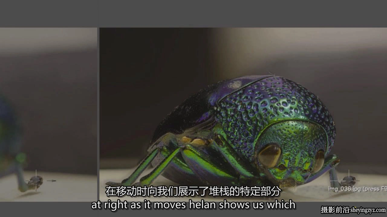 掌握特写和昆虫微距摄影以及焦点堆叠后期完整指南教程-中英字幕