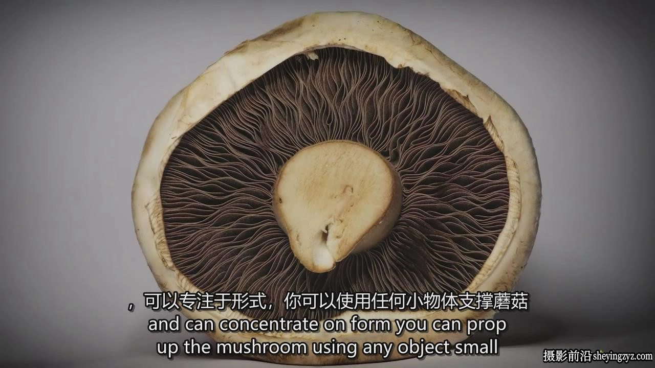 掌握特写和昆虫微距摄影以及焦点堆叠后期完整指南教程-中英字幕