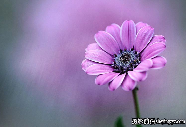 花卉摄影技巧：15个花卉拍摄必学技巧