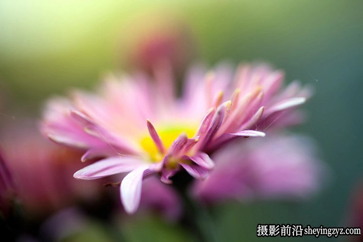 花卉摄影技巧：15个花卉拍摄必学技巧