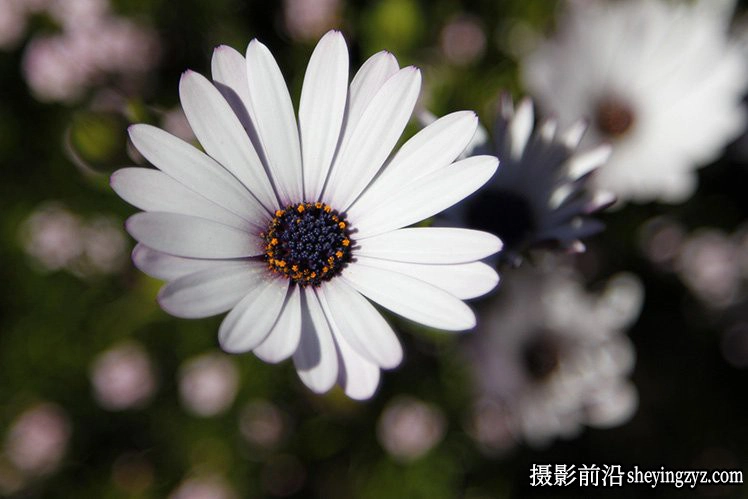 花卉摄影技巧：15个花卉拍摄必学技巧