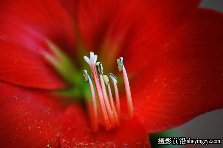 花卉摄影技巧：15个花卉拍摄必学技巧