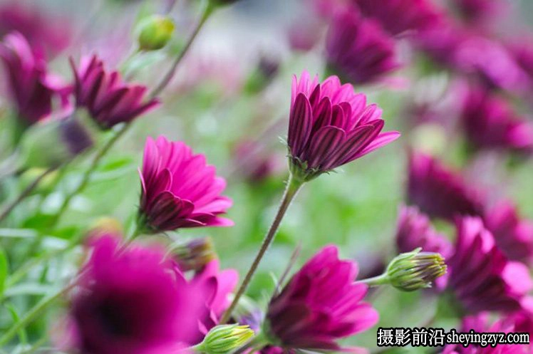花卉摄影技巧：15个花卉拍摄必学技巧