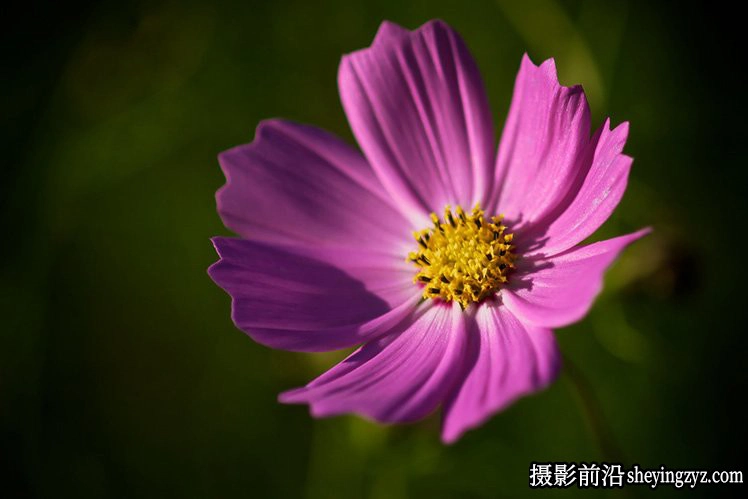 花卉摄影技巧：15个花卉拍摄必学技巧
