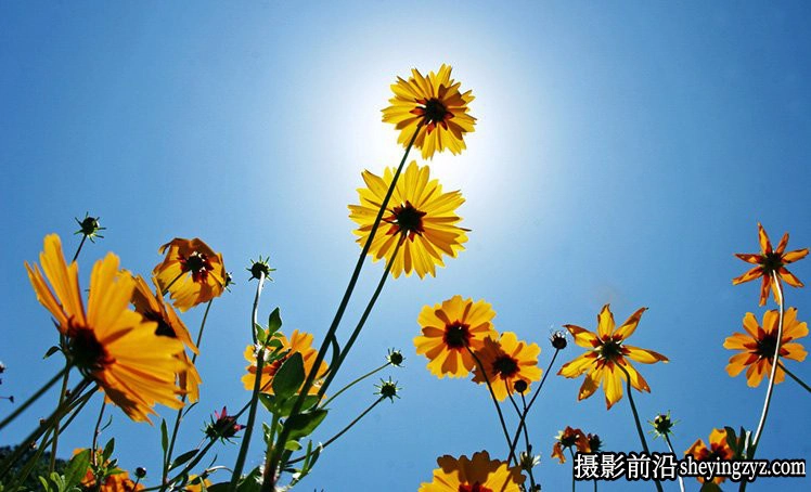 花卉摄影技巧：15个花卉拍摄必学技巧