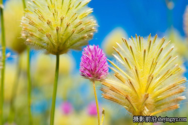 花卉摄影技巧：15个花卉拍摄必学技巧