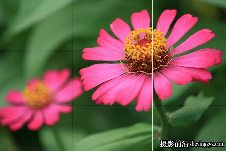 花卉摄影技巧：15个花卉拍摄必学技巧