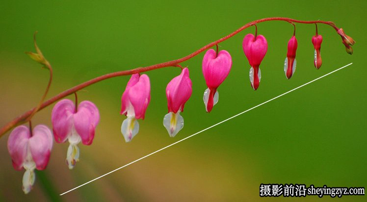 花卉摄影技巧：15个花卉拍摄必学技巧