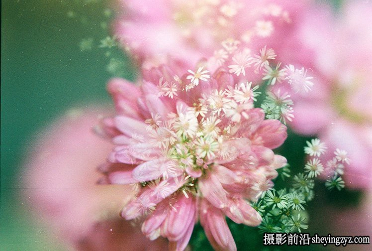 花卉摄影技巧：15个花卉拍摄必学技巧