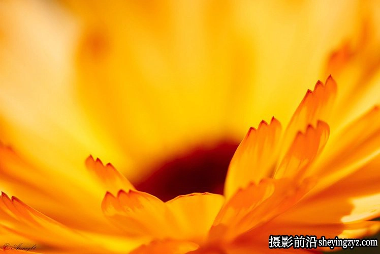 花卉摄影技巧：15个花卉拍摄必学技巧