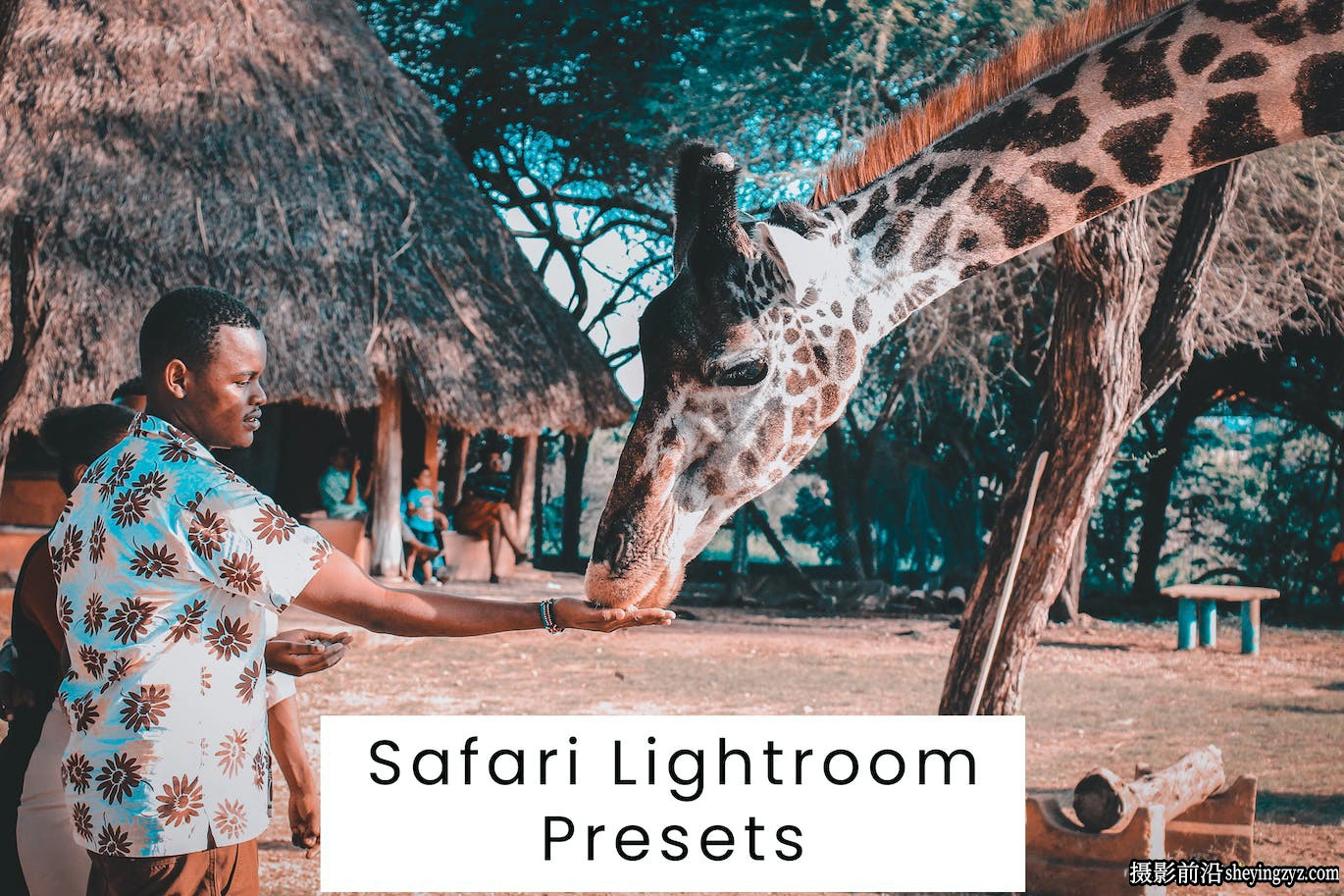 动物园野生动物摄影Lightroom预设 Safari Lightroom Presets