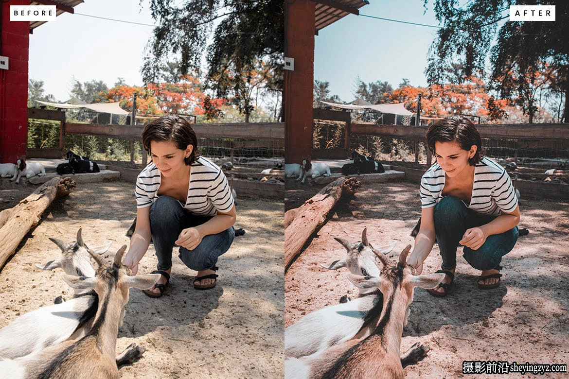 动物园野生动物摄影Lightroom预设 Safari Lightroom Presets