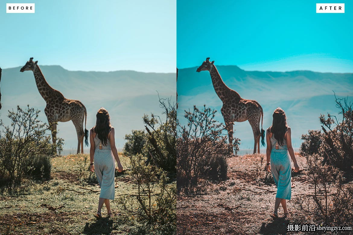 动物园野生动物摄影Lightroom预设 Safari Lightroom Presets