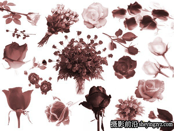 各种玫瑰花束玫瑰花瓣免费PS笔刷素材