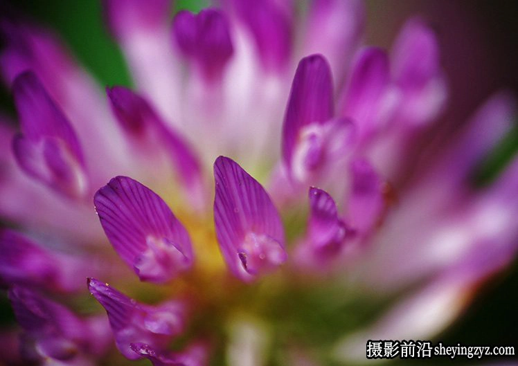 摄影入门技巧-5分钟让你学懂景深的应用技巧
