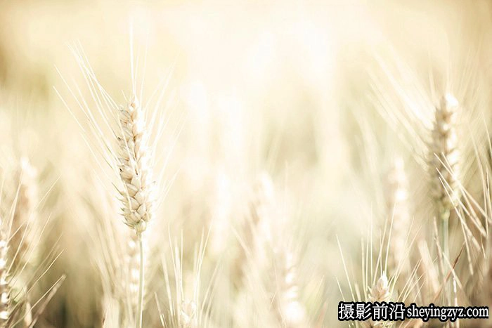 摄影入门技巧-5分钟让你学懂景深的应用技巧