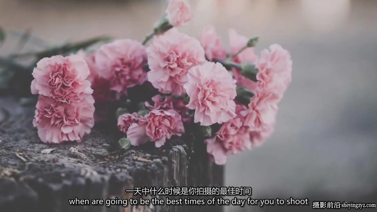 Carolyn Watson 掌握自然光静物花卉产品摄影布光完整教程-中英字幕