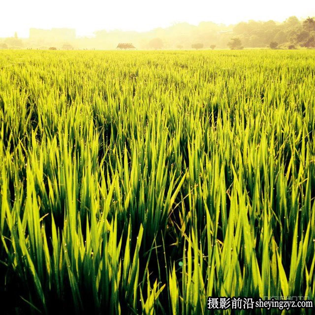 手机摄影技巧-手机摄影10个相关的拍摄技巧