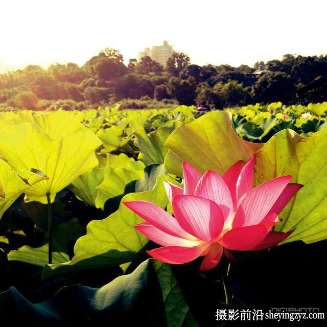 手机摄影技巧-手机摄影10个相关的拍摄技巧