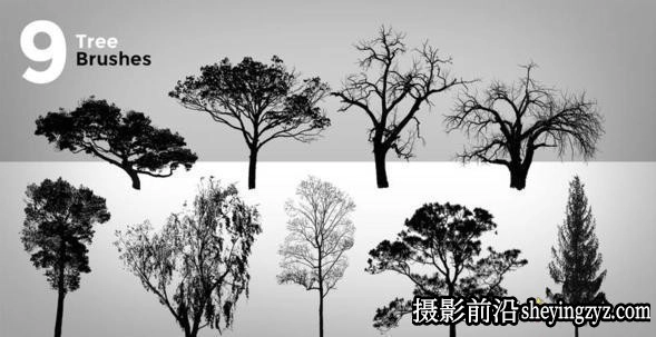 CG绘画笔刷-9种高清树木PS画笔素材
