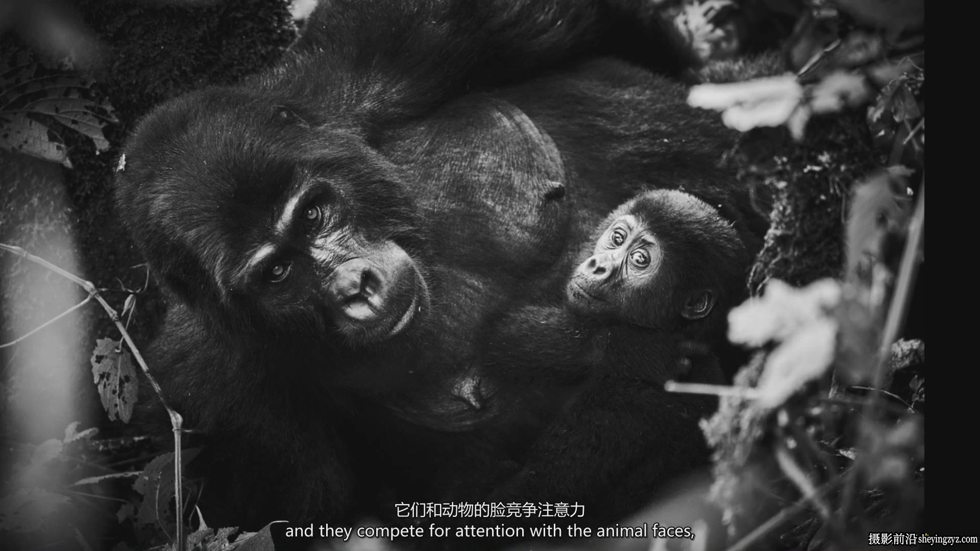 摄影师August Dering掌握摄影构图高质量图像构成完整教程-中英字幕