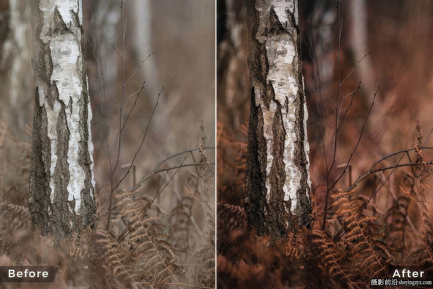 Northlandscapes - 13种森林与自然风光摄影调色Capture One预设样式