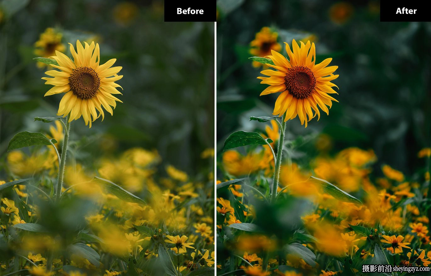 真实电影质感人像色彩Lightroom预设 Blossom Lightroom  Presets