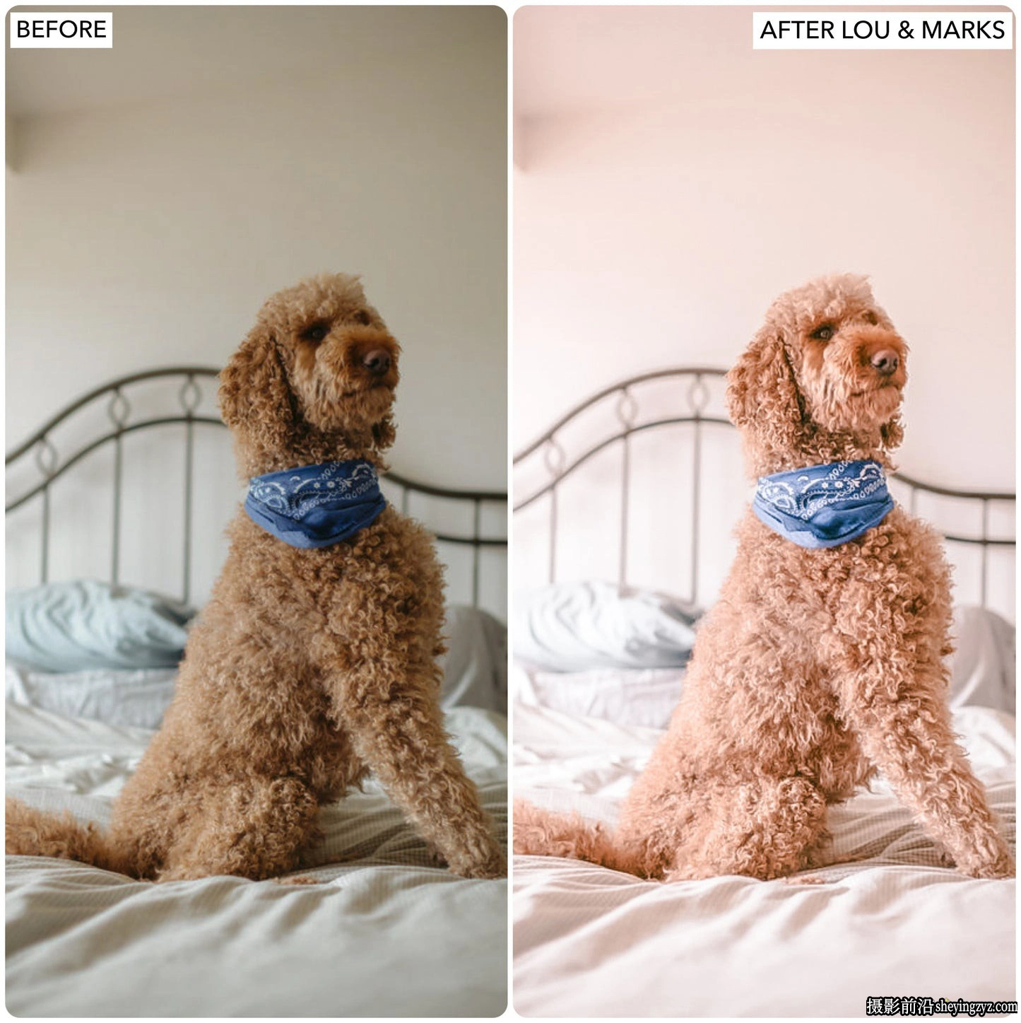 玫瑰金免费调色Lightroom预设LouMarks Rose Gold Lightroom Presets