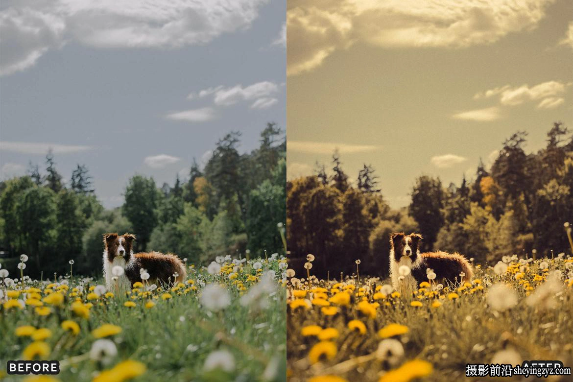 金色复古电影胶片LR预设Golden Film Cinematic Lightroom Presets