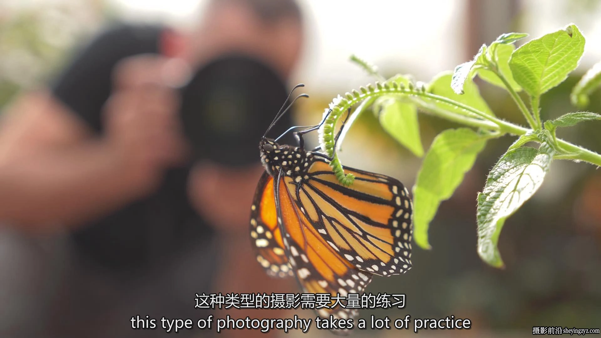 Fstoppers-Andres Moline掌握微距摄影:完整拍摄和编辑教程-中英字幕