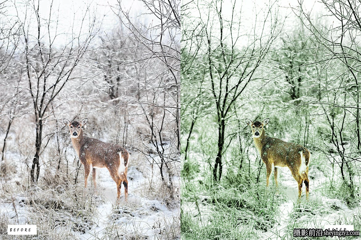 森林电影风光调色LR预设PS预设 Cinematic Forest Lightroom Presets